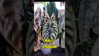 Alocasia Cuprea Leaf Jump Struggles Tips Mine is PON air layer alocasia alocasiacuprea shorts [upl. by Annaujat]