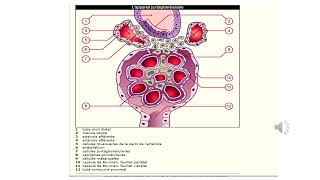 L’appareil juxtaglomérulaire Pr  zahra sokar [upl. by Rhoads]