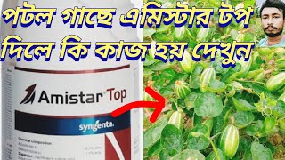 পটল গাছে এমিস্টার টপ দিলে কি কাজ হয় দেখুনএমিস্টার টপ এর কাজ কিamistar top syngenta bangla [upl. by Salocin551]