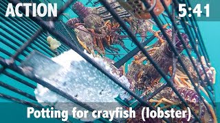 Potting Crayfish in Kaikoura New Zealand [upl. by Natty]