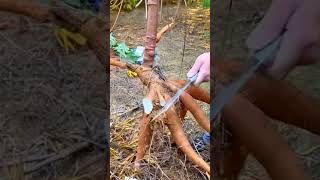 Tapioca root cutting process [upl. by Divadleahcim]