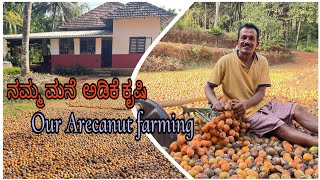 ನಮ್ಮ ಮನೆ ಅಡಿಕೆ ಕೃಷಿ  Our Arecanut farming 👌🏻🌳 [upl. by Lindahl298]