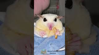 Sugar Glider Snack Time Wriggly Worm Feast shorts sugarglider animals [upl. by Konstance616]