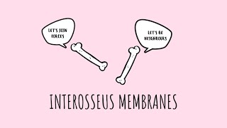 Anatomy of the Interosseous Membranes [upl. by Lankton703]