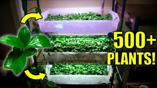 How to Grow Hundreds of Emersed Aquarium Plants EASY [upl. by Georges]