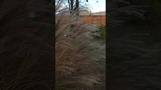 Miscanthus Maiden Grass in the fall garden [upl. by Rech]