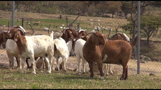 P114 Como organizar un criadero de cabras [upl. by Dogs]