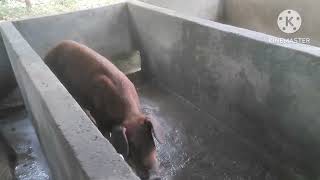 February 2 2024 duroc farmhouse pure pigfarmvideo [upl. by Neeloc]