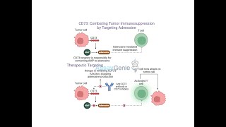 CD73 Combating Tumor Immunosuppression by Targeting Adenosine [upl. by Geffner]