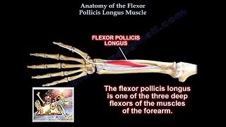 Anatomy Of the Flexor Pollicis Longus Muscle  Everything You Need To Know  Dr Nabil Ebraheim [upl. by Yro]