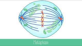 Mitosis and Cytokinesis [upl. by Sille]