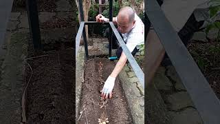 Magtanim ng luyang dilaw gardening viralvideo pleasesubscribe [upl. by Sawyere]