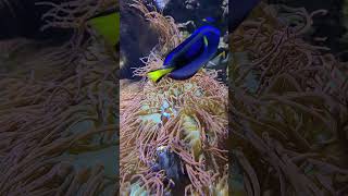 Blue Tang and Clownfish [upl. by Nnarefinnej]