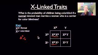 XLinked Trait Review [upl. by Kitchen]