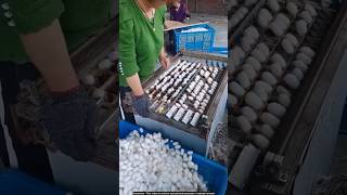 Silkworm cocoon processing 🙄 silkwormprocessing silkproduction [upl. by Airtina845]