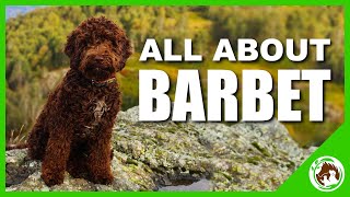 All About The Barbet [upl. by Enirehtac]