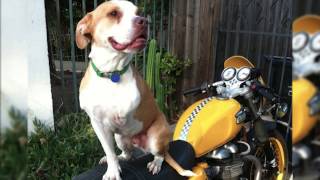 Pitbull and Parolees Forever Home  Adoptee Sean with Pitbulls Naja and Leggo [upl. by Raddatz754]