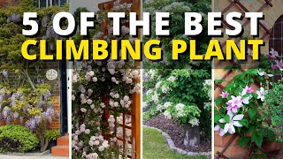 4 of The Best Climbing Plant 🌿  Climbing Plants Ideas 👍👌 [upl. by Korb96]