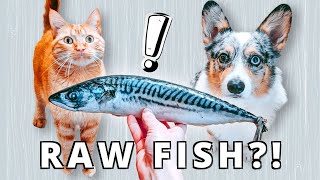 Which Raw Fish Are Safe For Your Pet [upl. by Redle956]