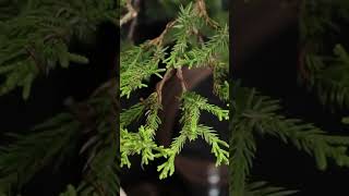 Creating foliage pads with juniper procumbens nana bonsai bonsaistyling terryerasmusbonsai [upl. by Janice]