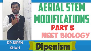 AERIAL STEM MODIFICATIONS  MORPHOLOGY OF FLOWERING PLANTS Class 11 CBSE Biology NEET Dipenism [upl. by Sucramat357]