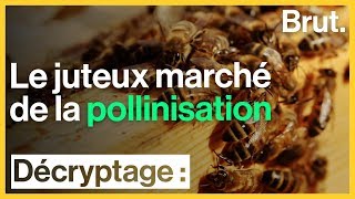 Disparition des abeilles  le juteux marché de la pollinisation [upl. by Gruber]