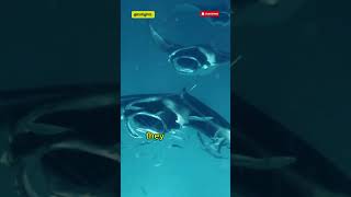 😲 Manta Ray Fish  This Fish ‘Flies’ Underwater ✨ shorts facts [upl. by Hardden]