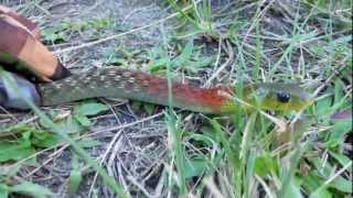 Rednecked Keelback Rhabdophis subminiatus [upl. by Racso]