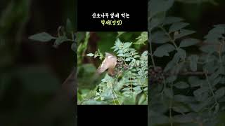 딱새암컷 Daurian Redstartfemale bird [upl. by Koerlin980]