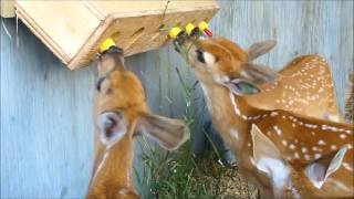 Fawns BottleFeeding [upl. by Lehctim667]