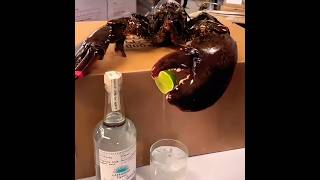 My pet lobster Geary 🦞comment share subscribe [upl. by Jervis]