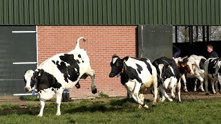 Het is lente Weidegang koeien weer naar buiten Koeiendans [upl. by Ykcim968]