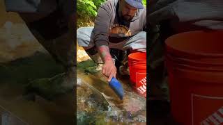 Sluice Gold✨️✨️✨️💥goldprospecting goldpanninggoldsluice goldnuggets [upl. by Einnel]