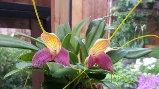 Masdevallia caudata quot dark quot цветение и немного об уходе [upl. by Proctor]