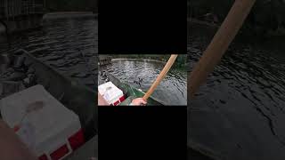 Crappie Fishing No Net Needed [upl. by Saidel]