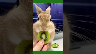 The breeders daily feeding routine👅todays snack is sour kiwi fruit🥝His expression was distorted [upl. by Anniram]