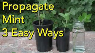 Propagate Mint 3 Easy Ways Root Cuttings PLUS Water and Soil Methods [upl. by Atirahs]