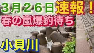 春の爆釣待ちっ 小貝川 スモールマウス おかっぱり [upl. by Aciram]