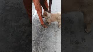 Chow chow dog in our society  dog like a panda  Chow chow dog price in delhi [upl. by Odranoel214]