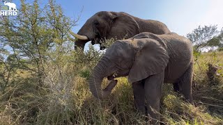 Just A Baby Elephant amp Her Father Figure Sebakwe the Biggest in the Herd [upl. by Ina]