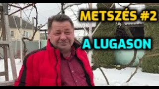 Szőlő metszése a lugason  METSZÉS №2 [upl. by Dahle438]