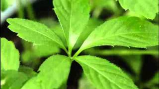 Jiaogulan Herb Benefits [upl. by Guthry]