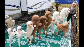 Funny Toy Poodle Puppies Videos Cute Mini Teacup Poodles Playing Miniature Poodle Barking Grooming [upl. by Lenka]