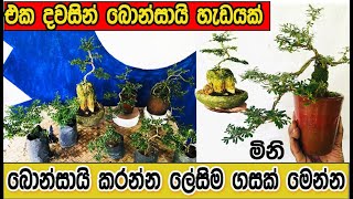 Desmodium Bonsai Style in 10 minutes  How to create One day bonsai [upl. by Agnimod]