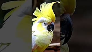 The Sulphur Crested Cockatoo 16 K [upl. by Juetta]