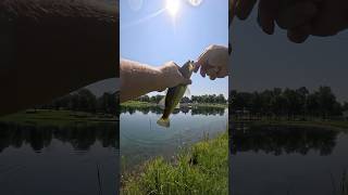 CATCH BASS WITH WACKY RIG POND HOPPING FISHING FROM THE LANDbassfishingtrendingshortsfypyt [upl. by Ynaffi]