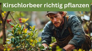 Kirschlorbeer richtig pflanzen  So gelingt das Pflanzen einer Kirschlorbeerhecke [upl. by Akirea513]