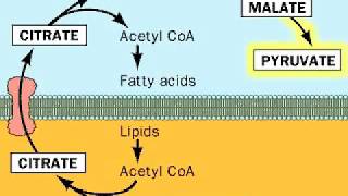 Fatty acids from Acetyl CoA [upl. by Sutherland]