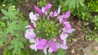 Spider Flowers Cleome hassleriana Plant Profile [upl. by Boardman]