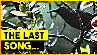 The Last Song of The Kauaʻi ʻōʻō Bird [upl. by Norret530]